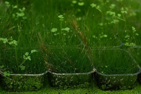 Eleocharis acicularis - poskrecane igły