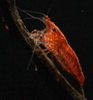 Avatar użytkownika