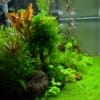 Avatar użytkownika