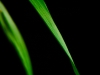 Avatar użytkownika