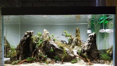 250l - Roots and Stones 2 - ynfqaab