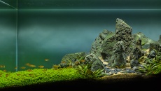 The International Aquatic Plants Layout Contest 2017