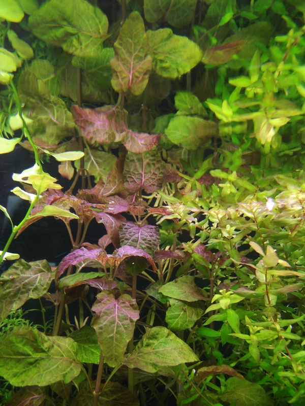 hyptis lorentziana.jpg
