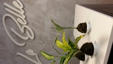 Kokedama - czyli inspiracja wabi-kusa "na sucho"