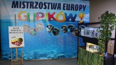 Konkurs  Gupików -  Płock