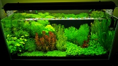 300l - Projekt Tropica - Godween
