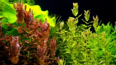 300l - Projekt Tropica - Godween