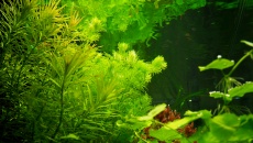 300l - Projekt Tropica - Godween