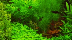 300l - Projekt Tropica - Godween