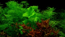 300l - Projekt Tropica - Godween