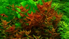 300l - Projekt Tropica - Godween