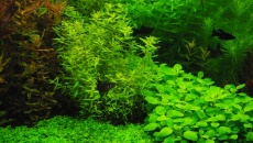 300l - Projekt Tropica - Godween
