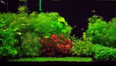 300l - Projekt Tropica - Godween