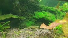 Zielenice i Oedogonium
