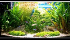 THE INTERNATIONAL AQUATIC PLANT LAYOUT CONTEST 2009