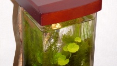 001l - Moje pierwsze nano akwarium