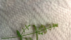 Nawożenie problem z Micranthemum Umbrosum... pomozcie