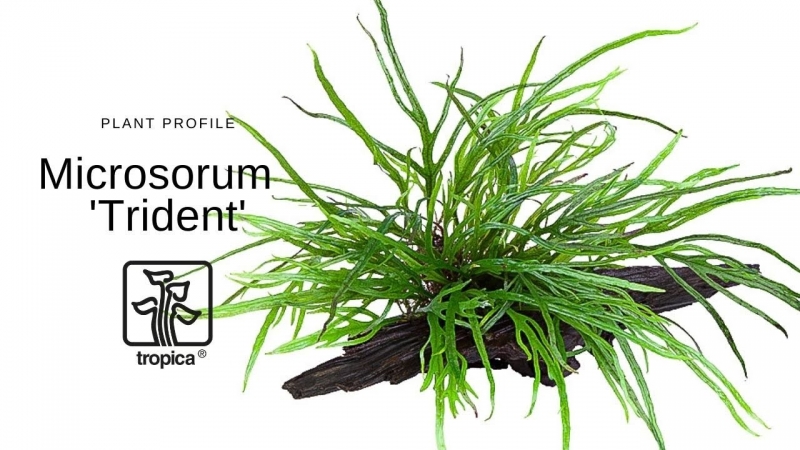 microsorum-trident.jpg