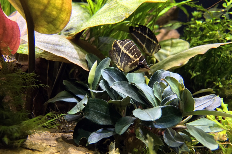 Bucephalandra-theia_IMG_3285.jpg