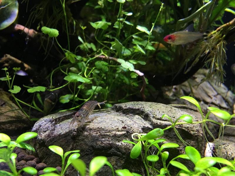 Amano_IMG_3996_.jpg