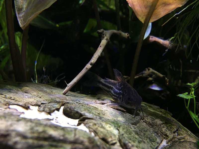 Corydoras-nanus_IMG_3984_.jpg