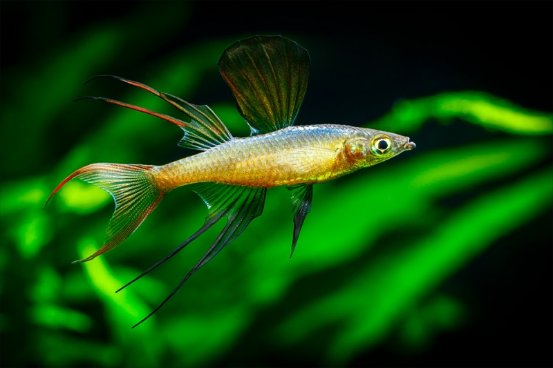 Iriatherina-werneri_MG_3614.jpg