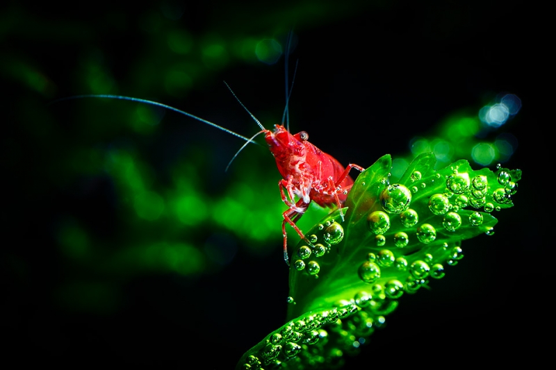 Neocaridina-heteropda-Sakura_MG_3650.jpg