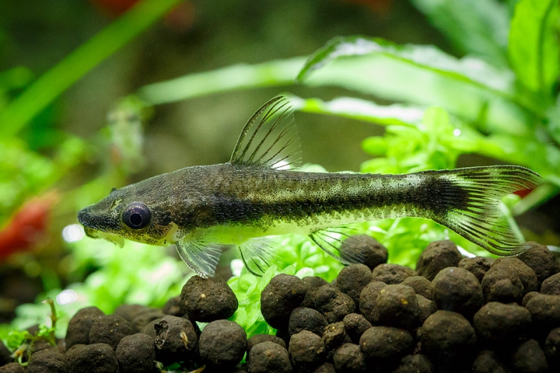 Otocinclus_MG_1836.jpg
