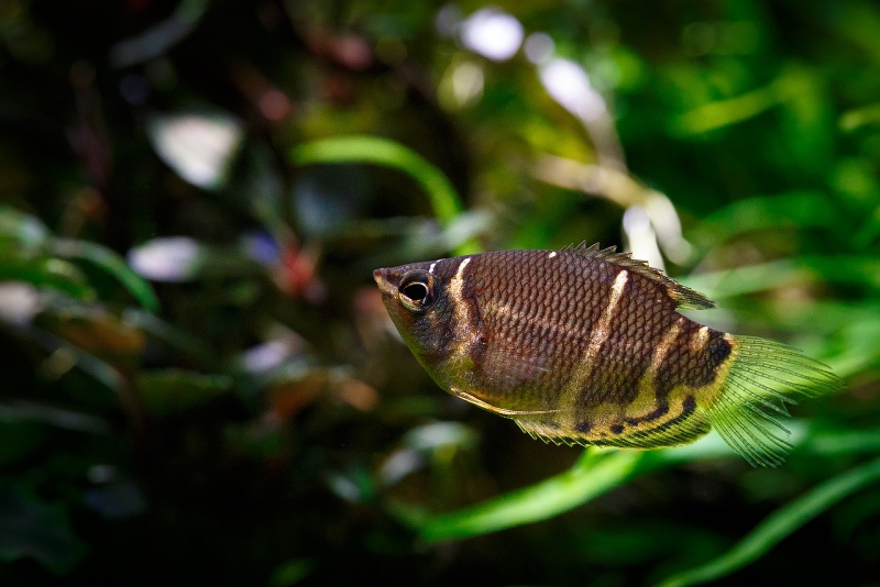Sphaerichthys-osphromenoides_MG_2887.jpg