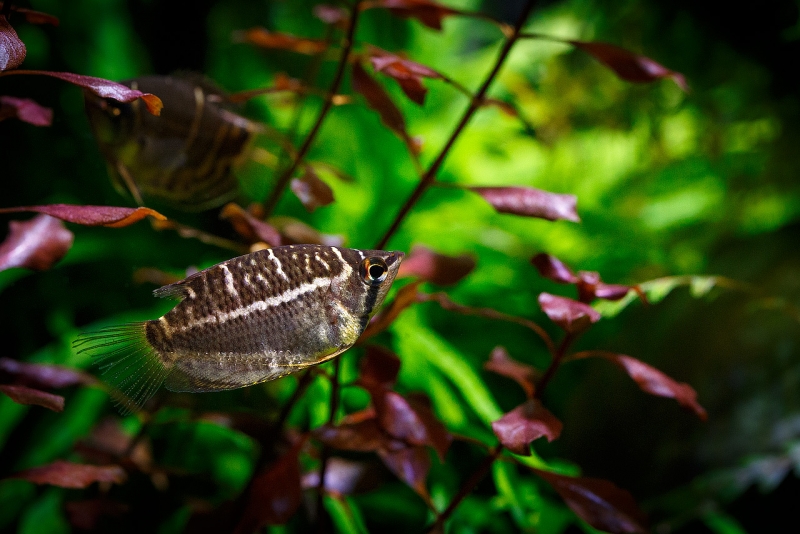 Sphaerichthys-osphromenoides_MG_2908.jpg