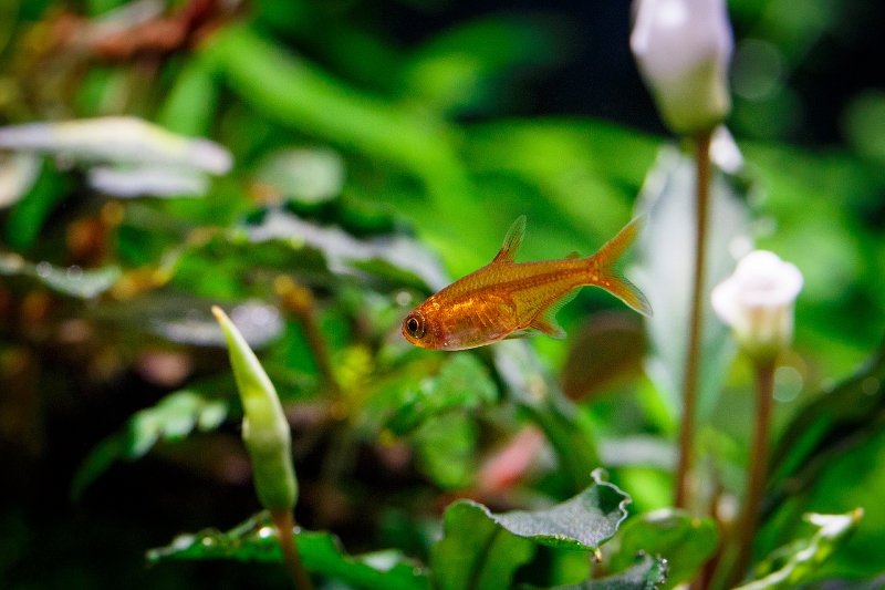 Hyphessobrycon-amandae_MG_3070.jpg