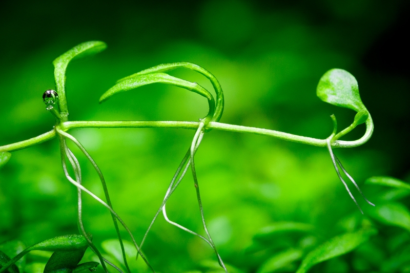 Glossostigma-elatinoides_MG_2993.jpg