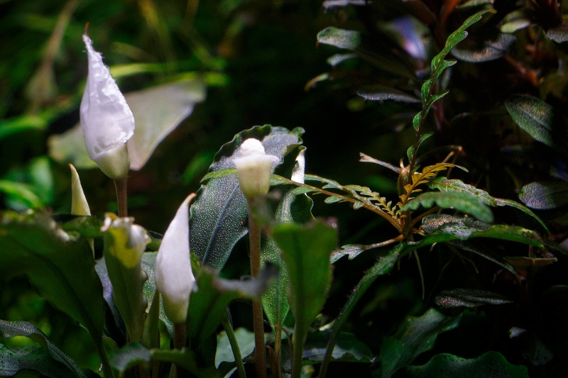Bucephalandra_MG_2829.jpg