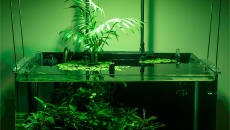 Maxspect RSX-F 50 (R5F-50) – mini test