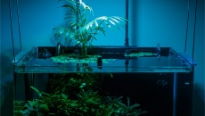 Maxspect RSX-F 50 (R5F-50) – mini test