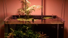 Maxspect RSX-F 50 (R5F-50) – mini test