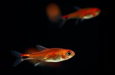 Tetra rubinowa (Axelrodia riesei)