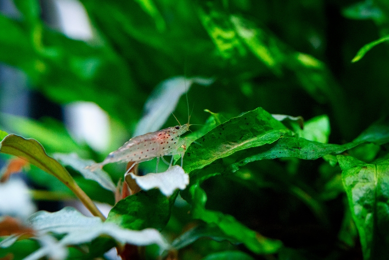 Amano_MG_3106.jpg