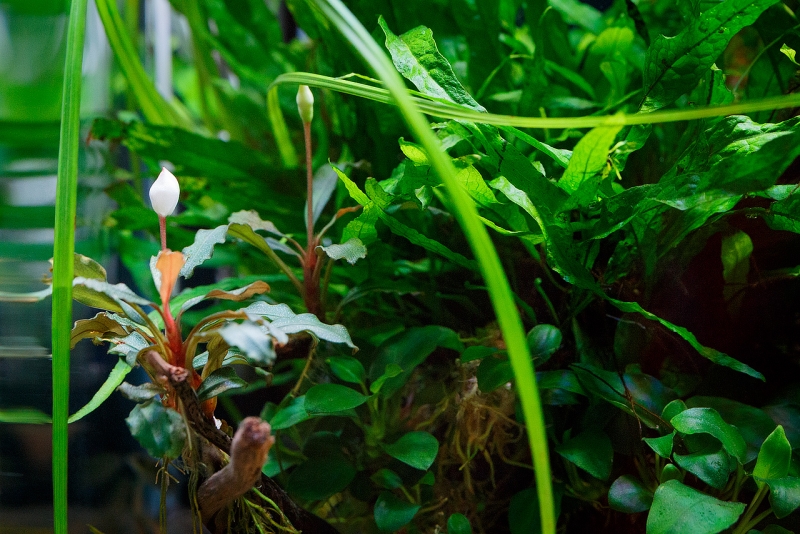 Bucephalandra_MG_3223.jpg