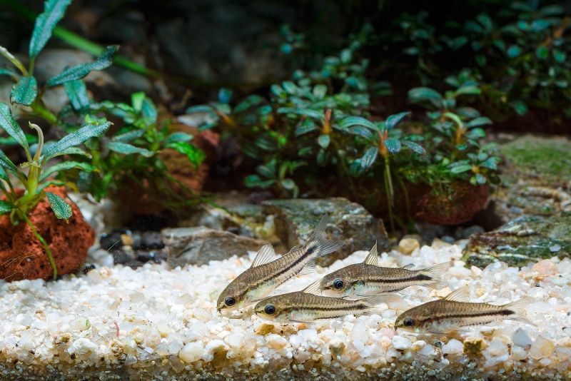 Corydoras_MG_3348.jpg