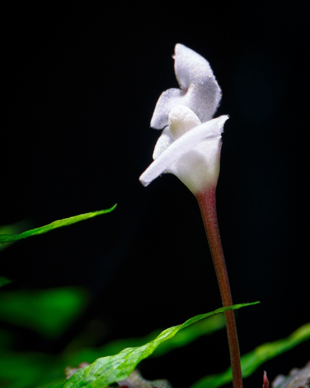 Bucephalandra_MG_4396.jpg