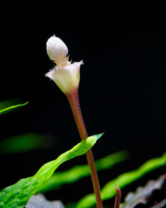 Bucephalandra_MG_4414.jpg