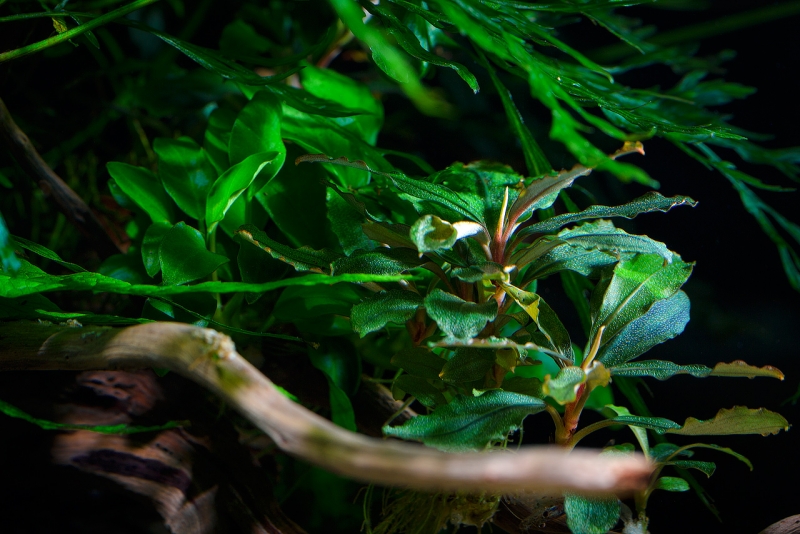 Bucephalandra_MG_3363.jpg