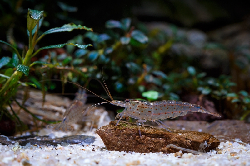 Amano_MG_3819.jpg