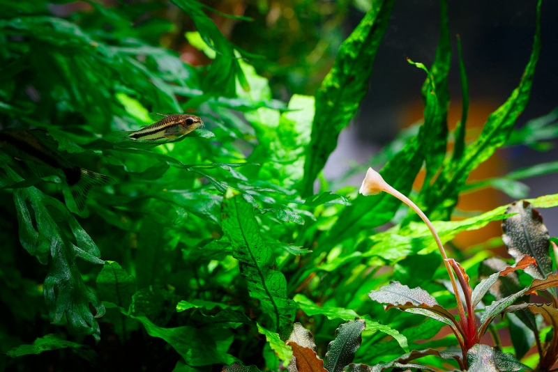 Corydoras_MG_3945.jpg