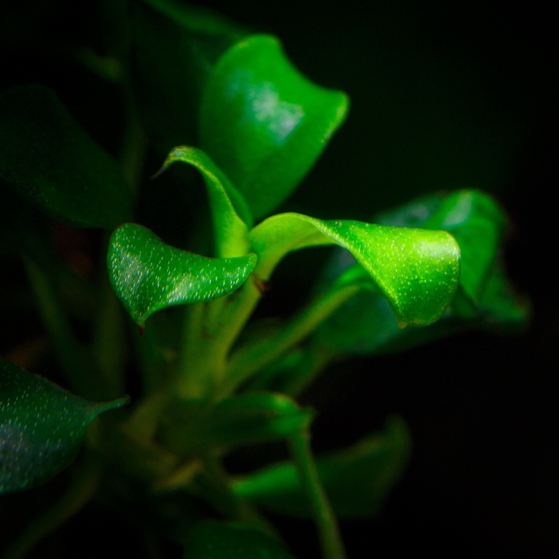 Anubias_MG_4038.jpg