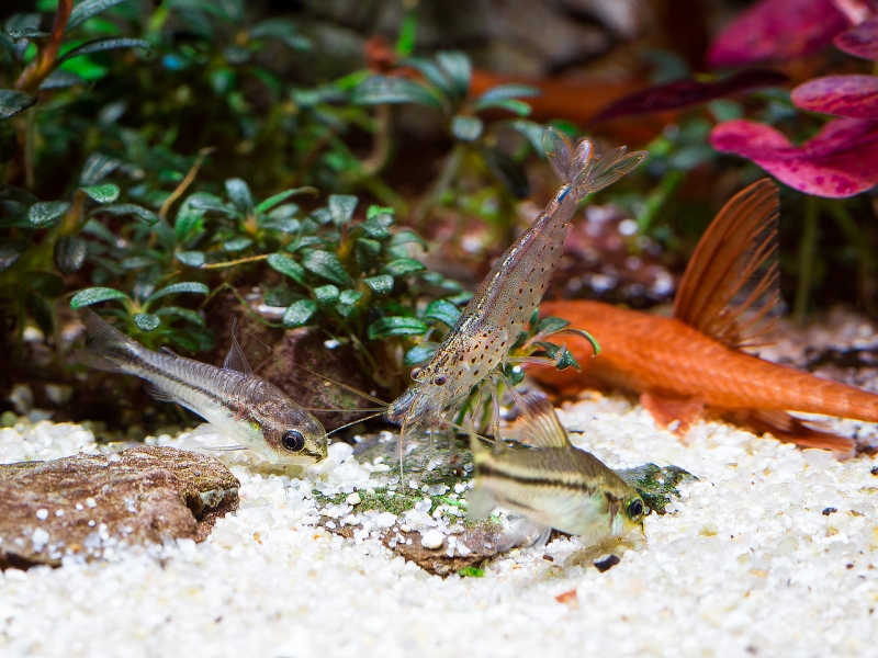 Corydoras_MG_4066.jpg