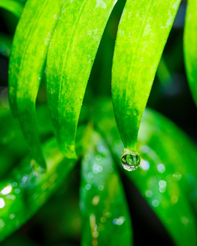 Chamaedorea-elegans_MG_4342.jpg