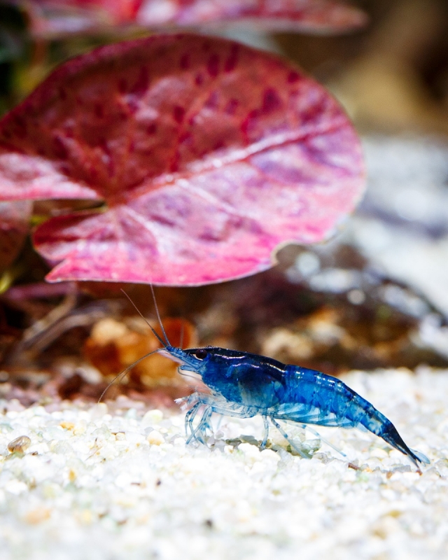 BlueVelvet_MG_5114.jpg