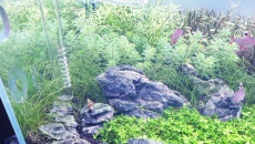 Myriophyllum Guyana